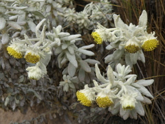 Senecio pavonii