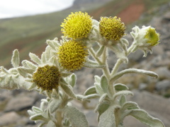 Senecio pavonii