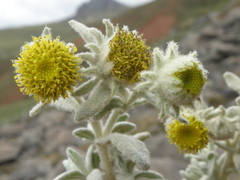 Senecio pavonii