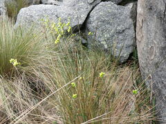 Senecio tephrosioides