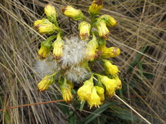 Senecio tephrosioides