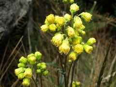 Senecio tephrosioides