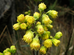 Senecio tephrosioides