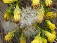 Senecio tephrosioides
