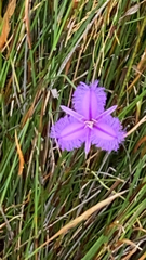 Thysanotus tuberosus