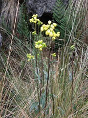 Senecio tephrosioides
