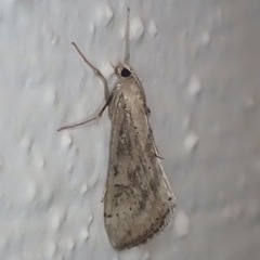 Evergestis isatidalis