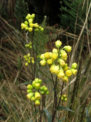 Senecio tephrosioides