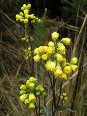 Senecio tephrosioides