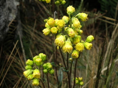 Senecio tephrosioides