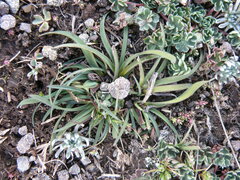 Olsynium porphyreum