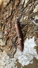 Pseudotriton ruber ruber