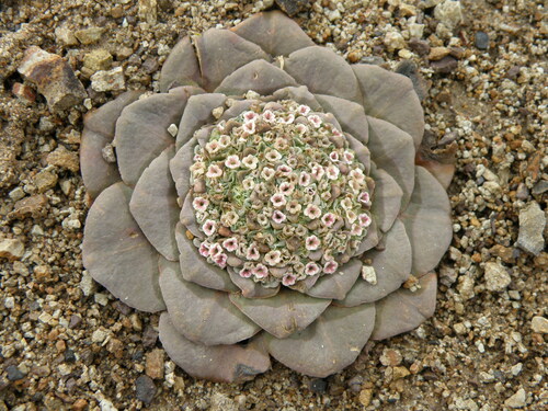 Valerianaceae