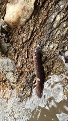 Pseudotriton ruber ruber