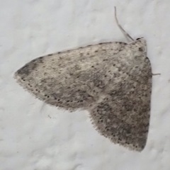 Colostygia multistrigaria