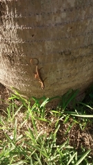 Anolis sagrei