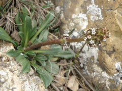 Valeriana coarctata