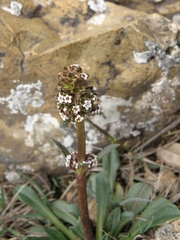 Valeriana coarctata