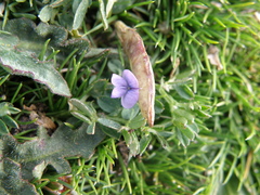 Vicia peruviana