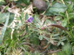 Vicia peruviana