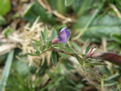 Vicia peruviana