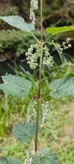 Urtica magellanica