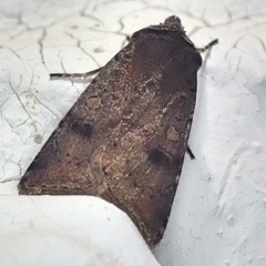 Cerastis faceta