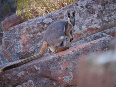 Petrogale xanthopus