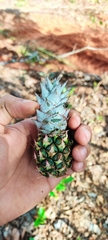 Ananas comosus comosus
