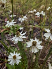 Rhodanthe anthemoides