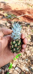 Ananas comosus comosus