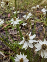 Rhodanthe anthemoides
