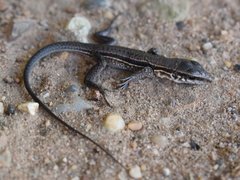 Ameiva praesignis