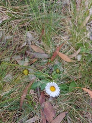 Brachyscome decipiens