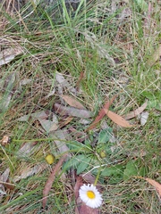 Brachyscome decipiens