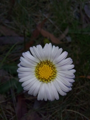 Brachyscome decipiens