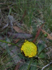 Brachyscome decipiens