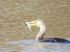 Siluriformes