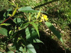 Corchorus cunninghamii