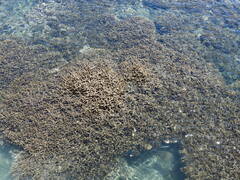 Hydrilla verticillata