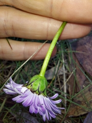 Brachyscome decipiens