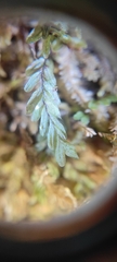 Hymenophyllum caespitosum