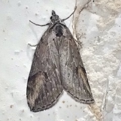Chesias isabella