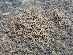 Hydrilla verticillata