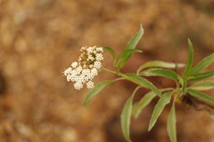 Stevia lucida