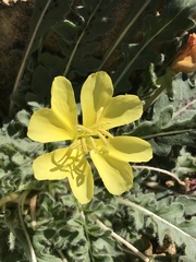 Oenothera primiveris