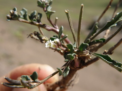 Weberbauera spathulifolia
