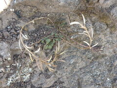 Weberbauera spathulifolia