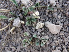 Weberbauera spathulifolia