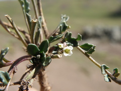Weberbauera spathulifolia